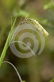 Pendulous Sedge photo