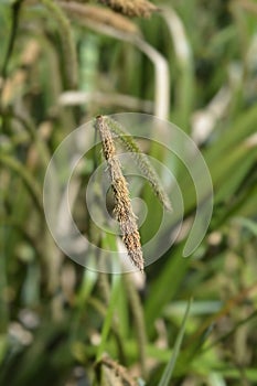 Pendulous Sedge photo