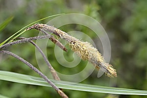 Pendulous Sedge photo