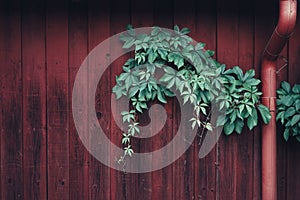 Pendulum plant on red wall with red downpipe