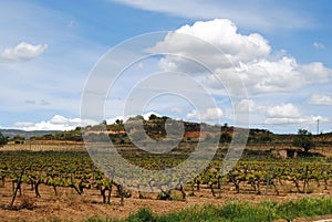 Penedes vineyards Catalunya