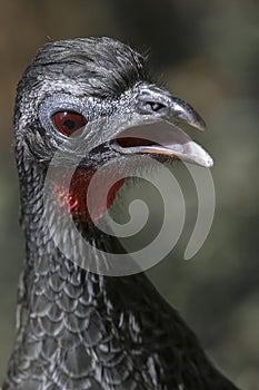 Penelope jacutinga, brazilian bird