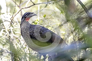 Penelope jacutinga, brazilian bird