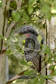 Penelope jacutinga, brazilian bird