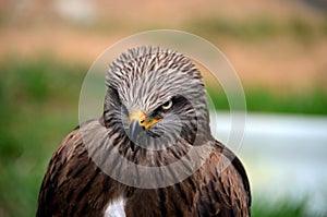 Penetrating gaze of an Eagle