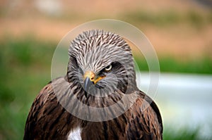 Penetrating gaze of an Eagle photo