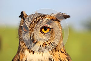 The penetrating gaze of the eagle owl