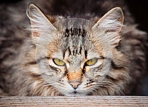 Penetrating look from a tiger cat