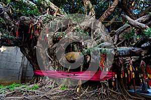 Penghu island Pescadores Taiwan October 14, 2019  A huge tree near the temple is decorated with Chinese folk red pendants with