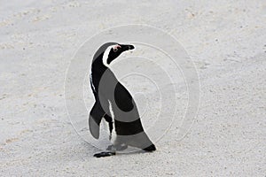 Penguin