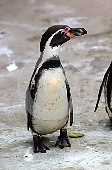 Penguin