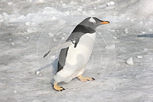 Penguin