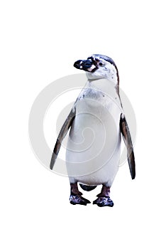 The Penguin