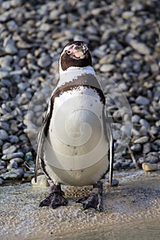 Penguin