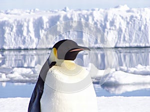 Penguin