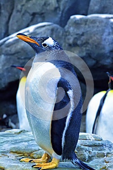 Penguin