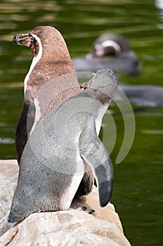 Penguin