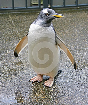 Penguin 5