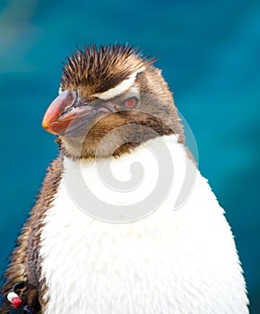 Penguin