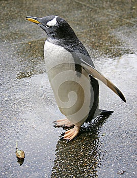 Penguin 6