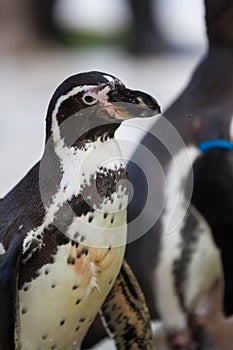 Penguin