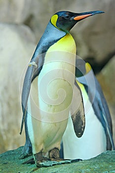 Penguin