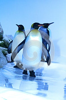 Penguin
