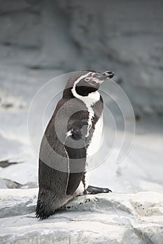 Penguin