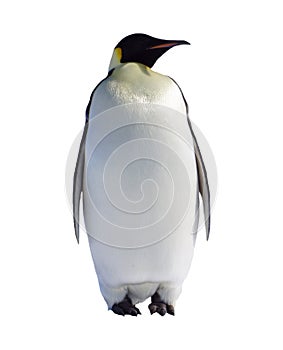 Pingüino 