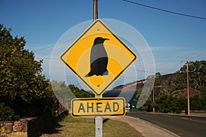 Penguin ahead