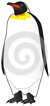 Penguin animal vector drawing standing on isolated white background photo
