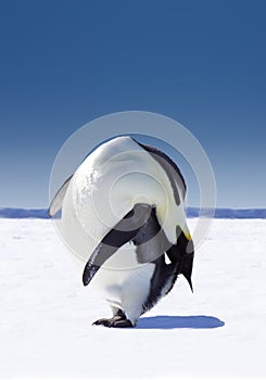 Penguin In Antarctica