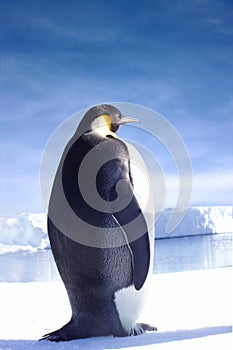 Penguin in Antarctica