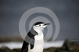 Penguin in Antarctica