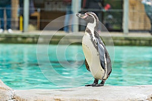 Penguin from the Antartic photo