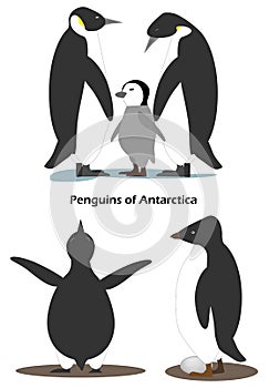 Penguin Aptenodytes is a family with a cub. Penguin Pygoscelis adeliae with egg.Antarctic animals