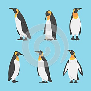 Penguin as Aquatic Flightless Bird with Flippers for Swimming Vector Set