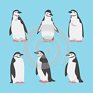 Penguin as Aquatic Flightless Bird with Flippers for Swimming Vector Set