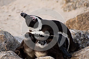 Penguin with babies in nest