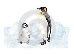Penguin with a baby chick standing on the snow background. Watercolor illustration. Hand drawn penguin with a small baby
