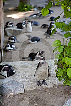 Penguin on the background of a group of penguins