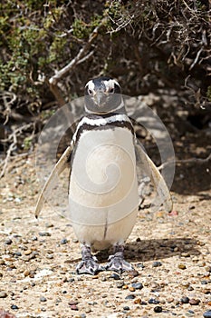 Penguin on beach