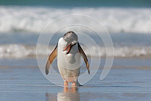 Penguin on the Beach