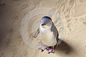 Blue penguin beach Penguin Island, Western Australia