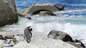 Penguin Beach, South Africa