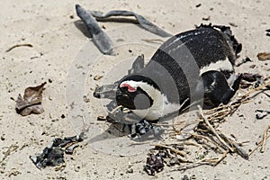 Penguin Beach, South Africa