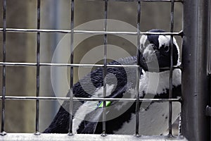 Penguin Behind Bars