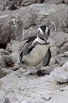 Penguin, Betty`s Bay, South Africa