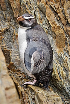 Penguin Bird New Zealand