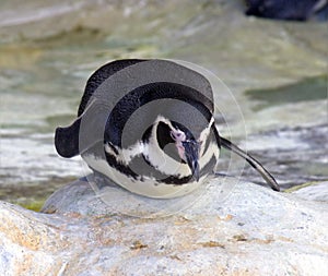 Penguin bird-point not flying vertebrate humboldt photo